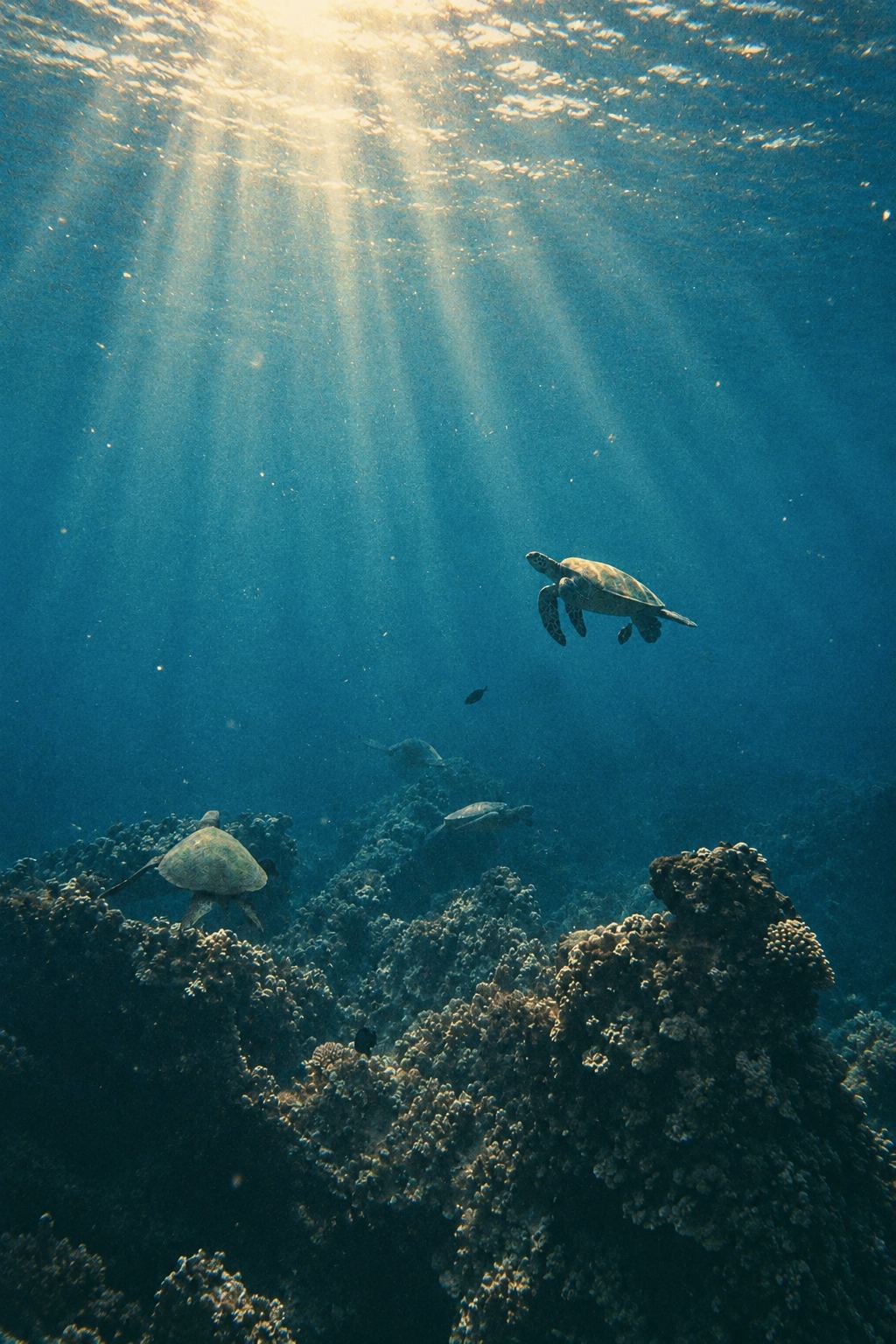 A green sea turtle swims through blue water below fanning shafts of sunlight, with a dark coral reef beneath.