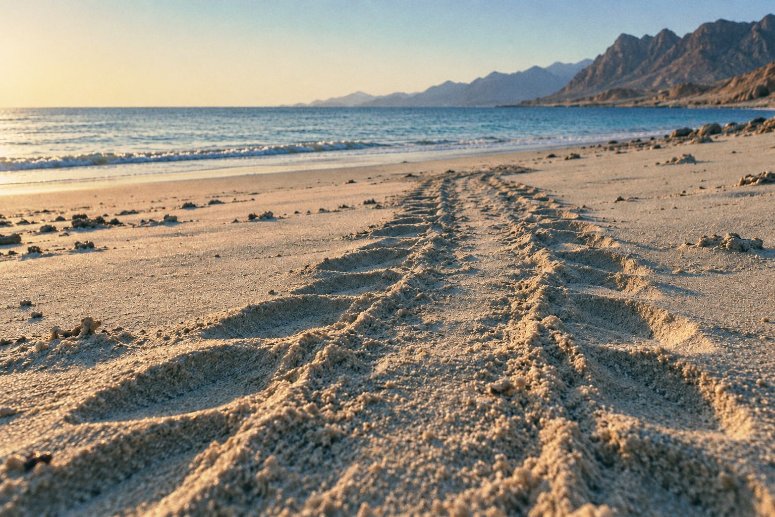 Sea turtle flipper tracks lead up a pale beach in early-morning light, with long cool shadows and a calm sea behind.
